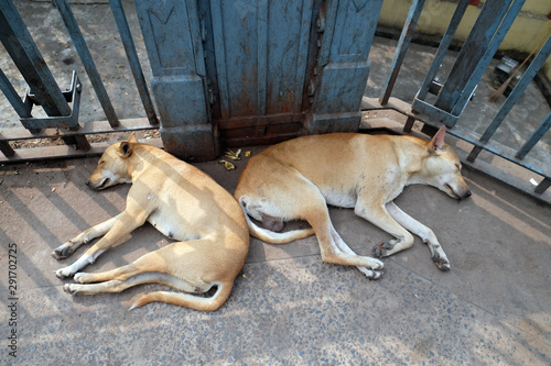 Dogs sleeping on the ground around Kalighat temple in Kolkata, India © zatletic