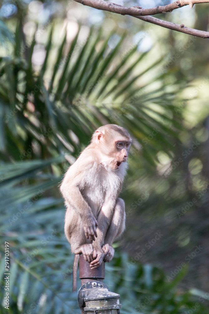 Obraz premium japanese macaque sitting on a tree