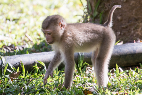 Monkey species that live in Thailand