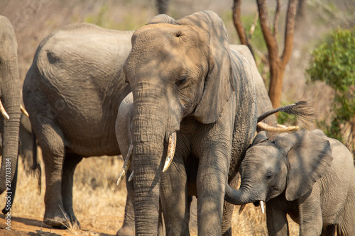 Breeding herd of elephant moving into the shade of a tree to rest up in the heat of spring