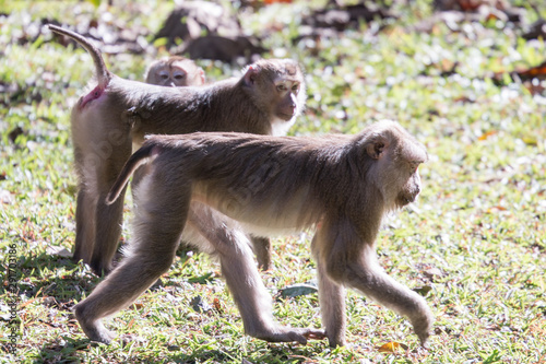 Monkey species that live in Thailand