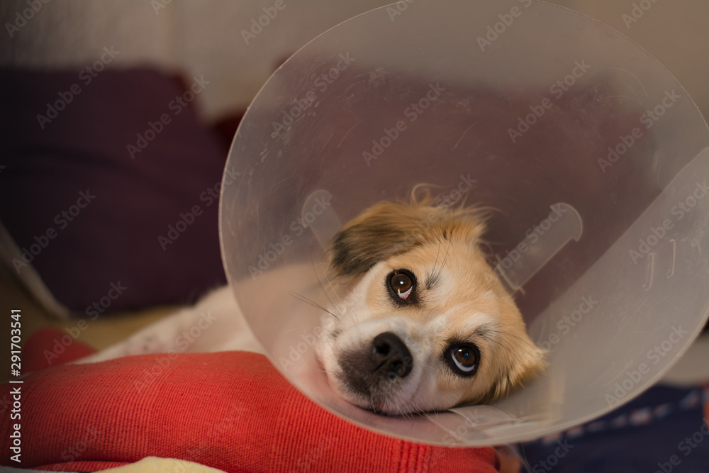 custom made wallpaper toronto digitalSad little dog wearing collar neck in the shape of a cone, after operation