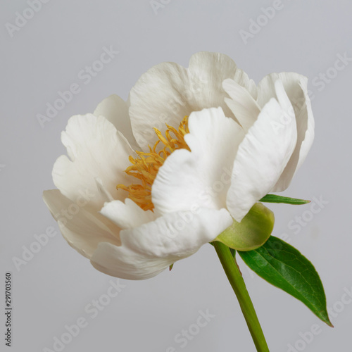 Tender white peony flower isolated on gray background.