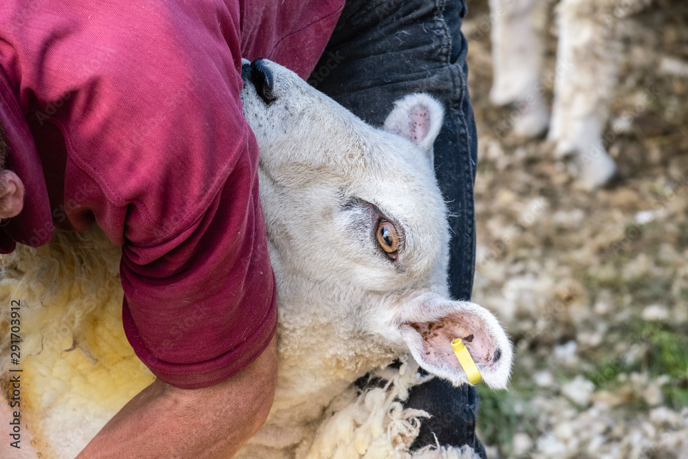 Sheep shearing is the process by which the woollen fleece of a sheep is