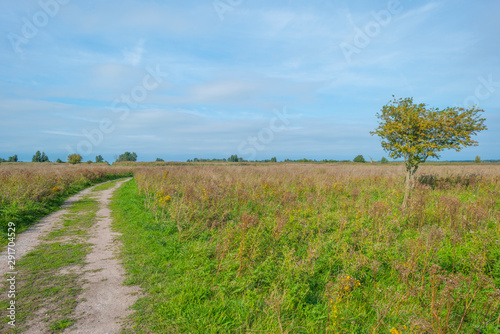 Trees in a green grassy field below a cloudy sky in autumn