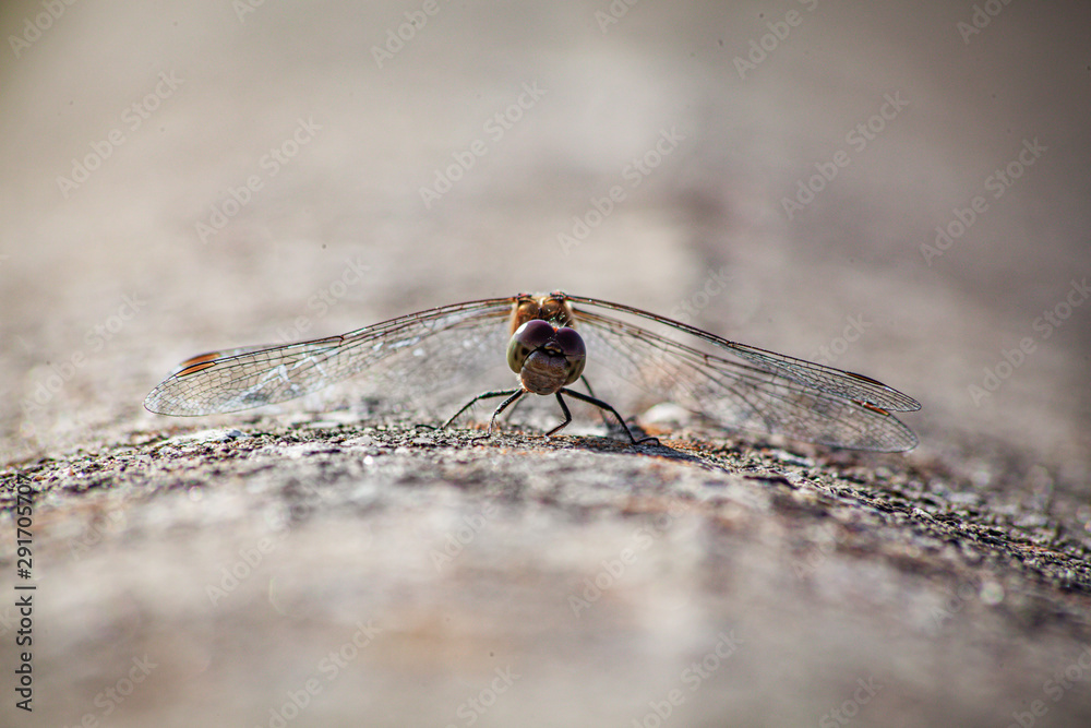 Dragonfly sunning itself on a concrete wall. Dragonfly sunning itself on a concrete wall.