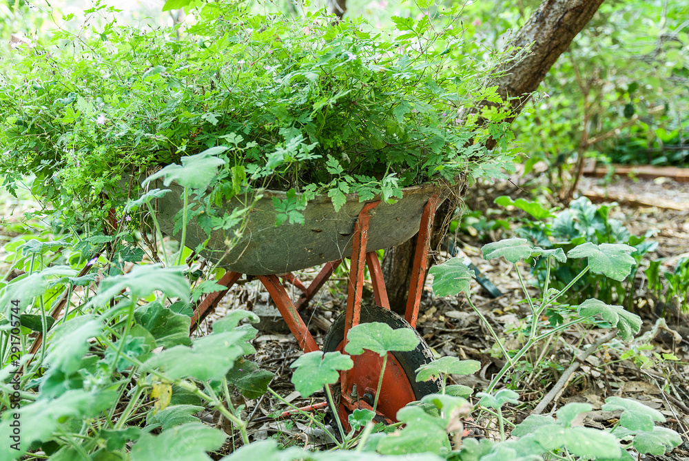 Old wheelbarrow reused in a herb garden. Old wheelbarrow reused in a herb garden.