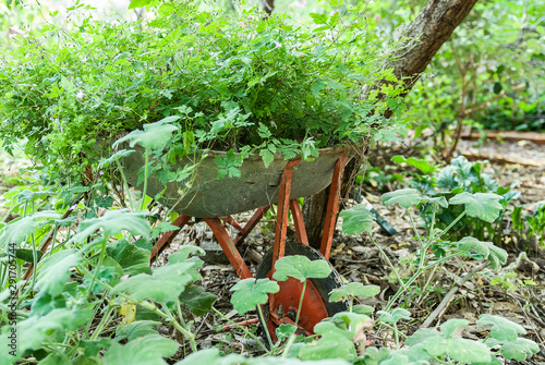 Old wheelbarrow reused in a herb garden.