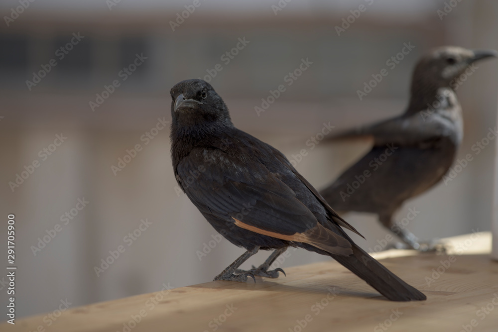 Fototapeta premium Tristram III