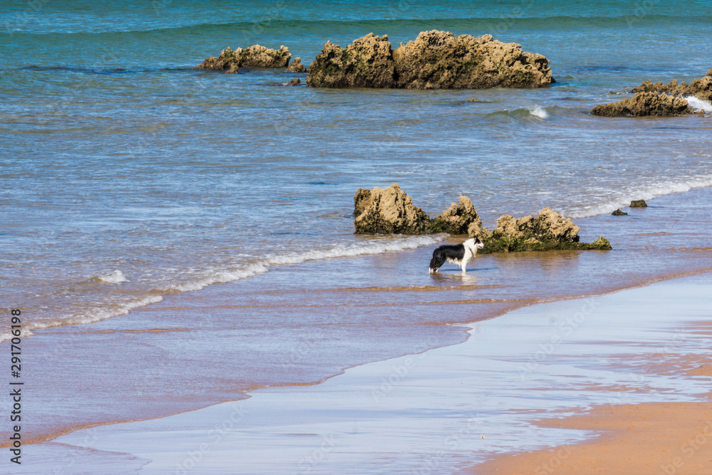 dog playing in the beach water among rocks dog playing in the beach water among rocks