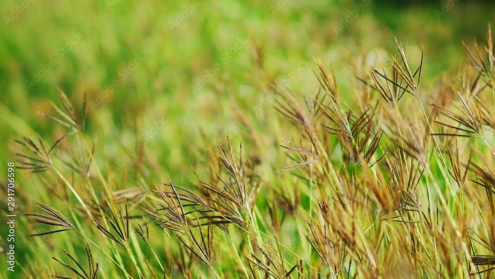 Golden grass flower in the morning at sunrise with golden sunshine. Golden grass flower in the morning at sunrise with golden sunshine.