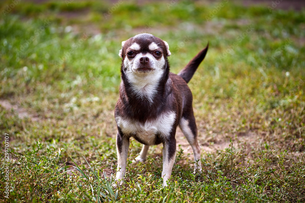 charming little chihuahua dog in a playful mood