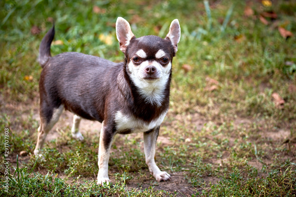 little chihuahua dog with a serious expression