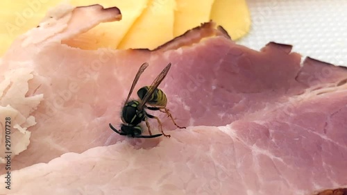 An ordinary yellow wasp an insect sits and eats meat Full hd with slow motion in the end