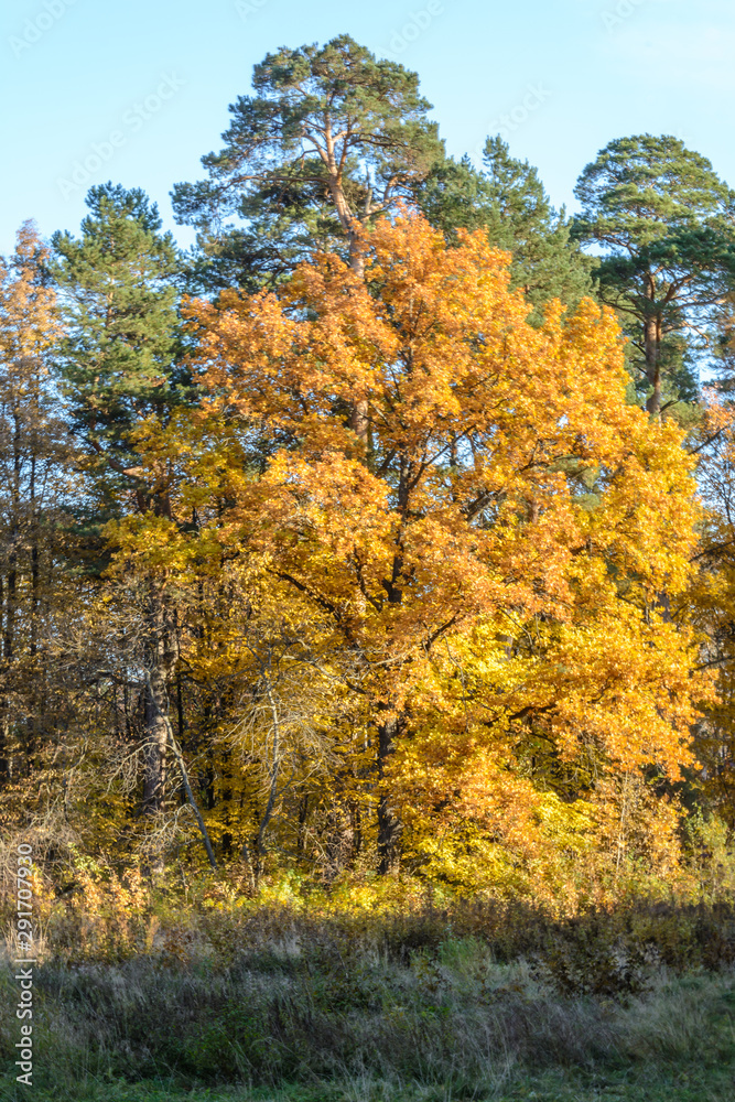 Early autumn in the forest