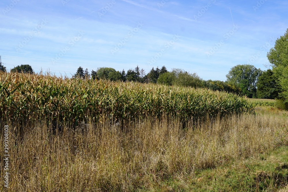 Obraz premium landscape with trees