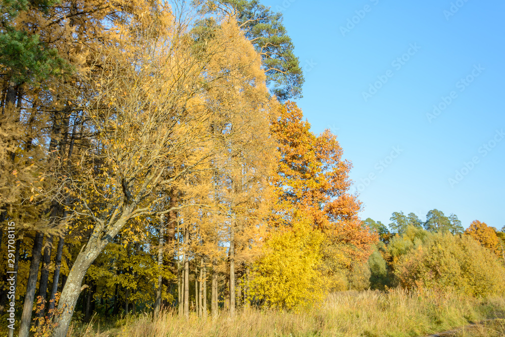 Early autumn in the forest