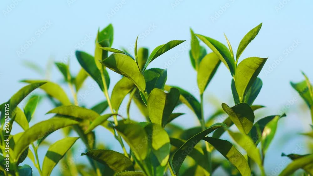 Fresh green tea leaves in a tea plantation at morning sunlight.