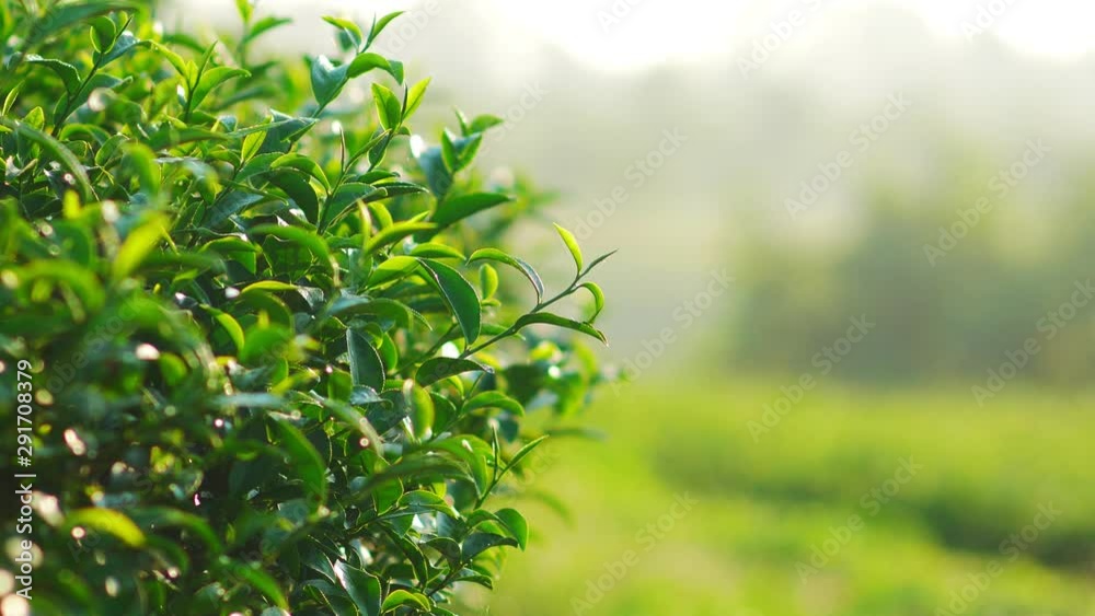 Fresh green tea leaves in a tea plantation at morning sunlight. Fresh green tea leaves in a tea plantation at morning sunlight.