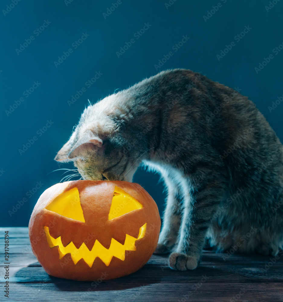 Cat looking into jack-o-lantern Halloween pumpkin. Stock Photo | Adobe Stock