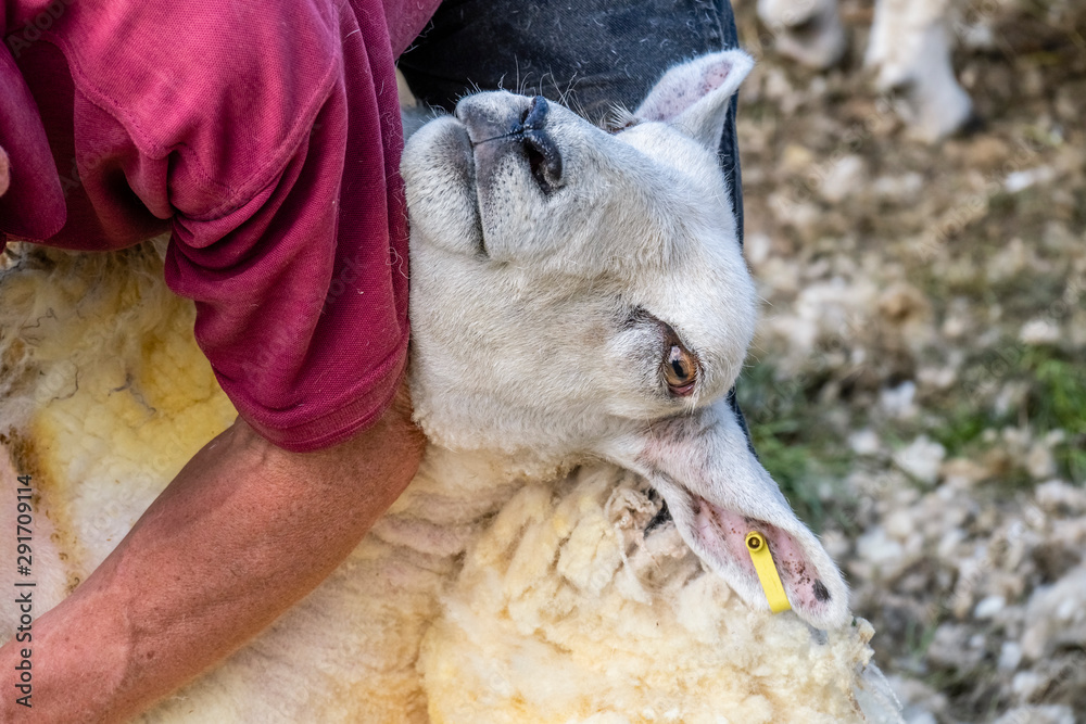 Sheep shearing is the process by which the woollen fleece of a sheep is