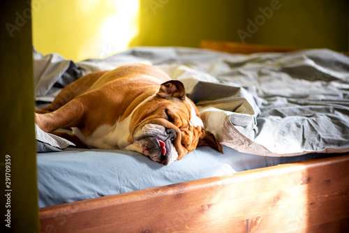 Foto The dog sleeps on the master bed