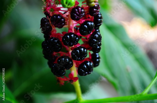 singing black berries of a plant Pokeweed American in the garden photo