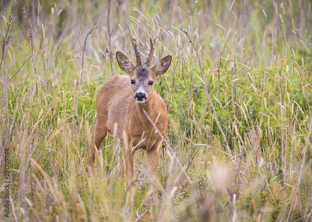 Obraz premium Deer buck in the wild