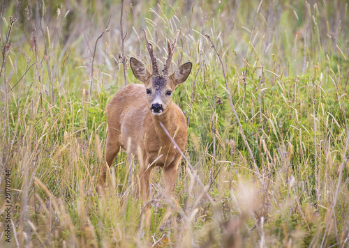 Fototapeta Naklejka Na Ścianę i Meble -  Deer buck in the wild