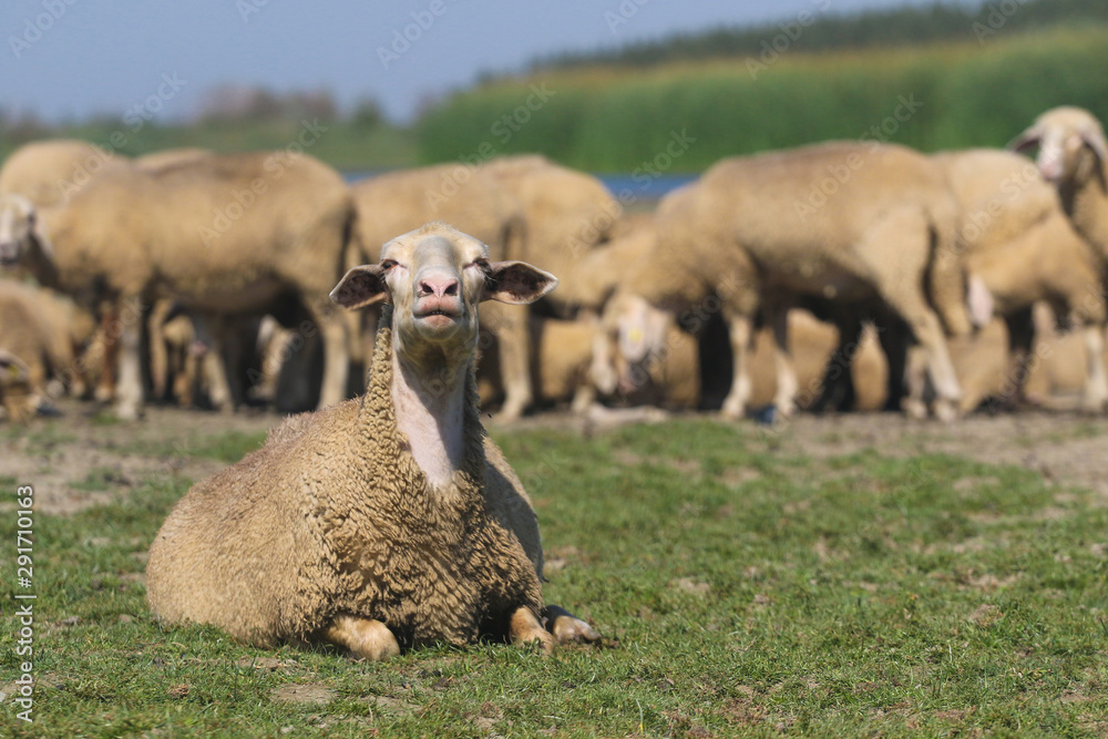 Naklejka premium Sheep are resting on the pasture