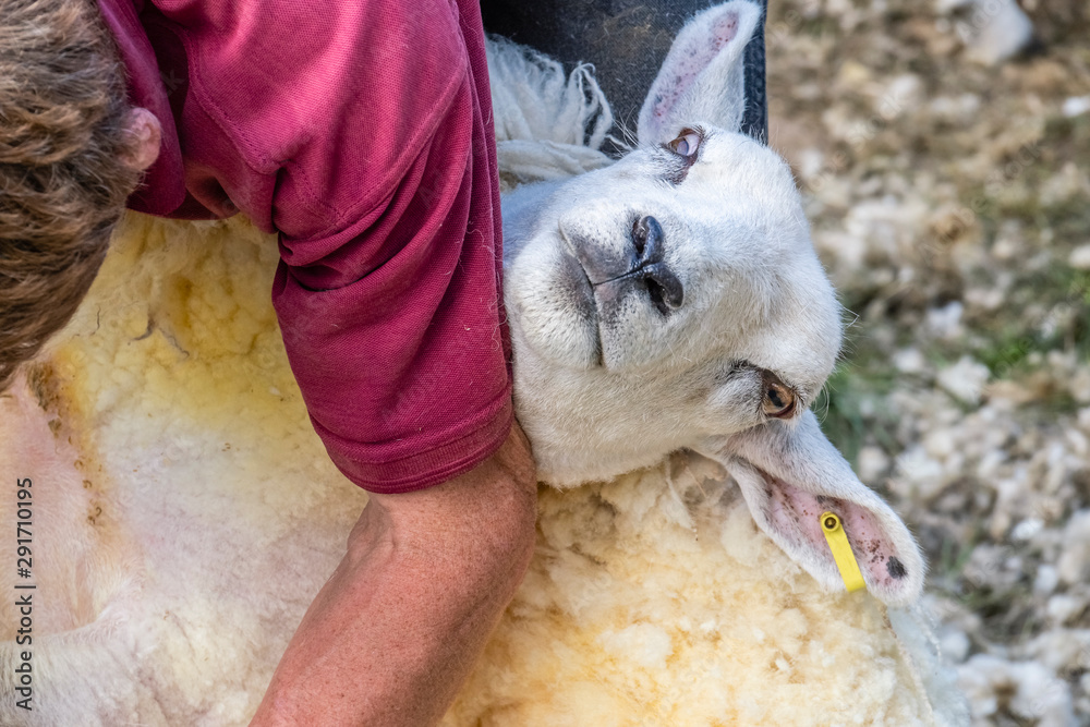 Sheep shearing is the process by which the woollen fleece of a sheep is