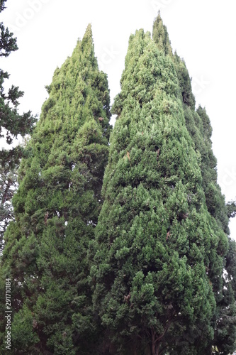 Cypresses. Trees