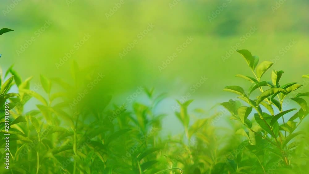 Fresh green tea leaves in a tea plantation at morning sunlight. Fresh green tea leaves in a tea plantation at morning sunlight.