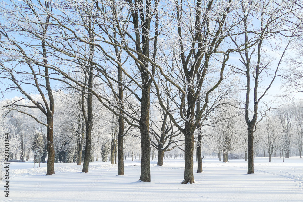 Beautiful city park with trees covered with hoarfrost. Sunny winter day with blue sky. Beautiful city park with trees covered with hoarfrost. Sunny winter day with blue sky.