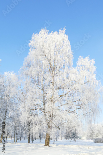 Beautiful city park with trees covered with hoarfrost. Sunny winter day with blue sky.