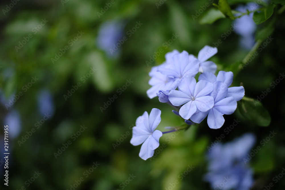 blue flower in garden