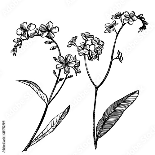 Forget-me-not flowers. Botanical illustration. Good for cosmetics, medicine, treating, aromatherapy, nursing, package design, field bouquet. Hand drawn wild hay flowers