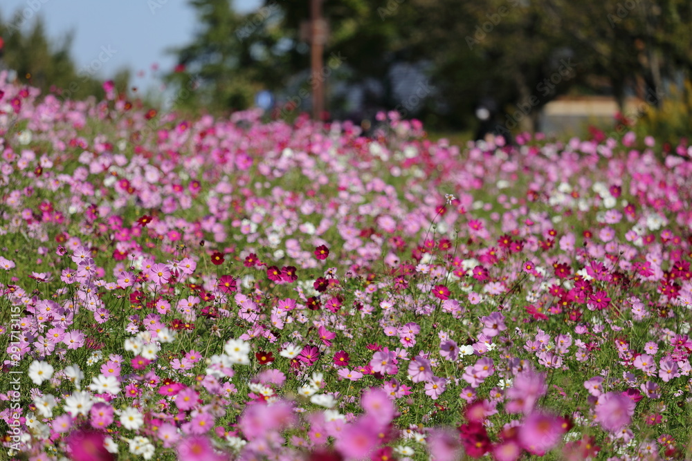 コスモスの花畑