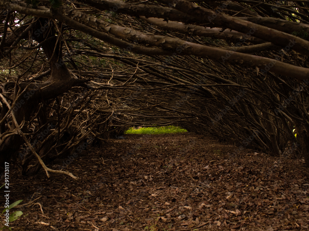 Fototapeta premium Bush Tunnel