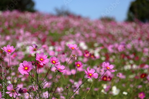 コスモスの花畑