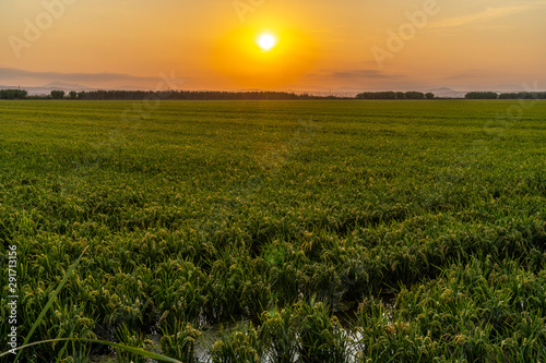 Sunset in a rice field of the  Albufera of Valencia .