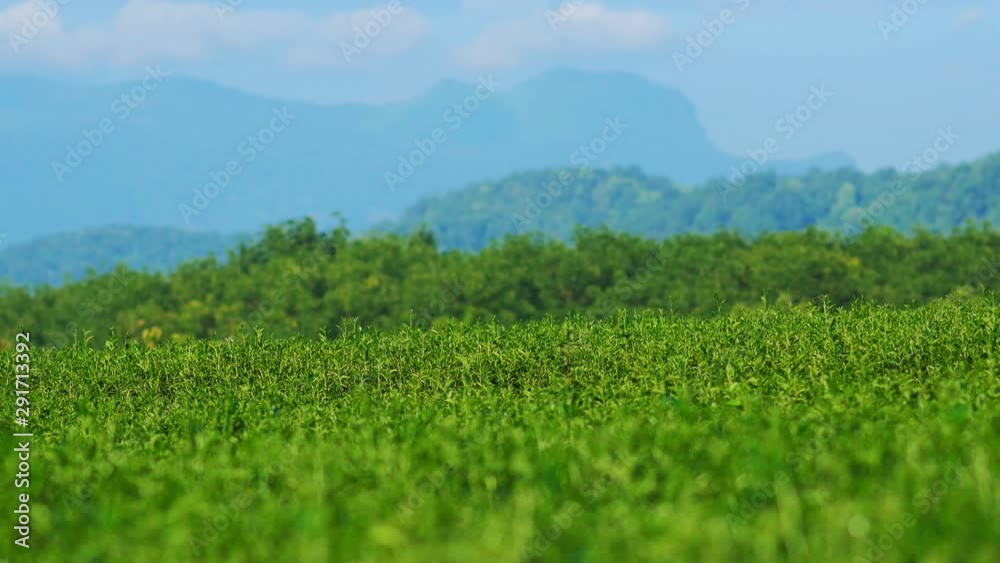 Fresh green tea leaves in a tea plantation at morning sunlight. Fresh green tea leaves in a tea plantation at morning sunlight.