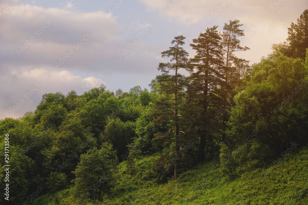 Obraz premium Landscape with pine forests in the mountains slope in summer on sunset