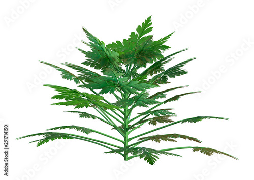 3D Rendering Herb Robert Plant on White