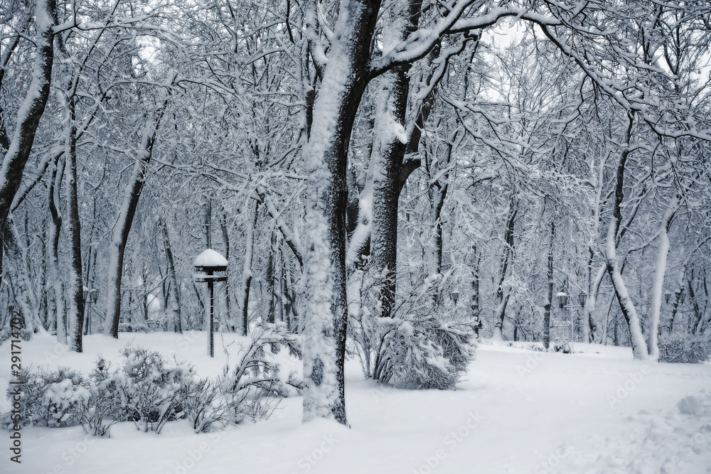 Trees, bushes and bird feeder in a winter park after snowfall. Seasonal landscape Trees, bushes and bird feeder in a winter park after snowfall. Seasonal landscape