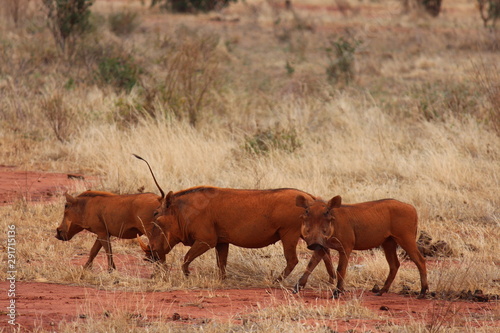 Africa