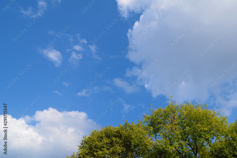 View through the green foliage to the sky with Clouds. View through the green foliage to the sky with Clouds.