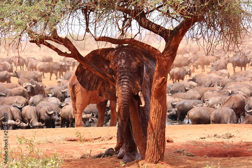 Africa, safari