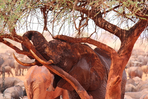 Africa, safari