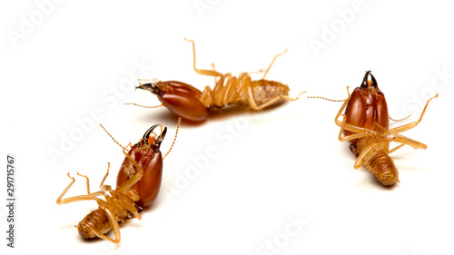 Close up termites dead on a white background. concept of insect control.